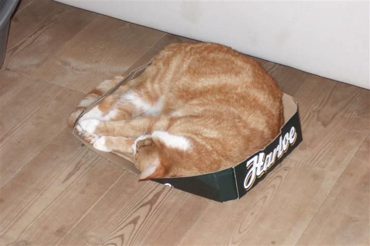 Huskat Piw - Hey - jeg er ikke større end at jeg sagtens kan ligge her... billede 19