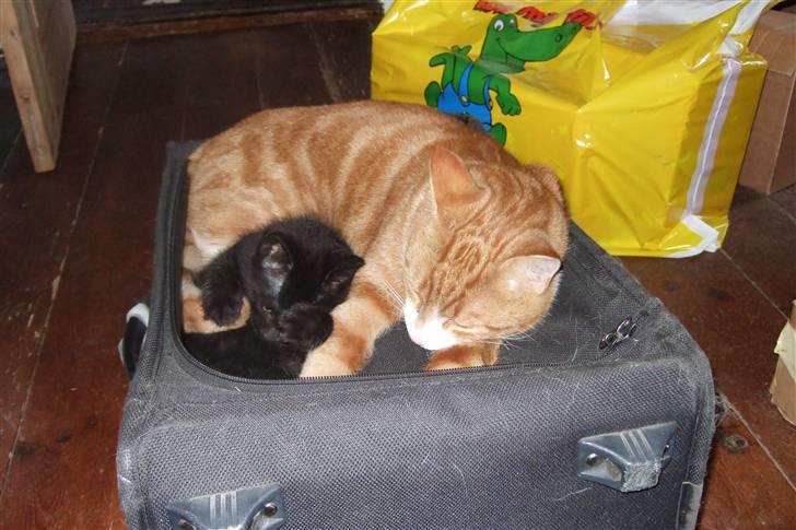 Huskat Piw - Min lillebror Stump og jeg putter i en kuffert... billede 20