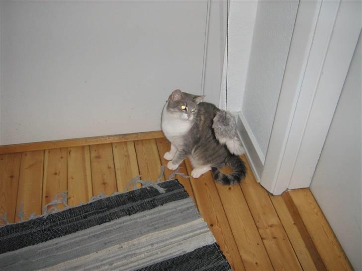 Huskat Happy - Jeg holder lige vagt billede 12