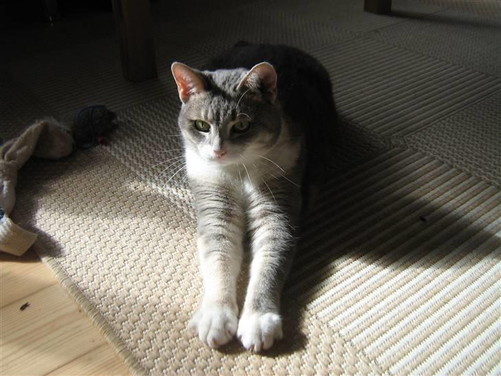 Huskat Happy billede 13