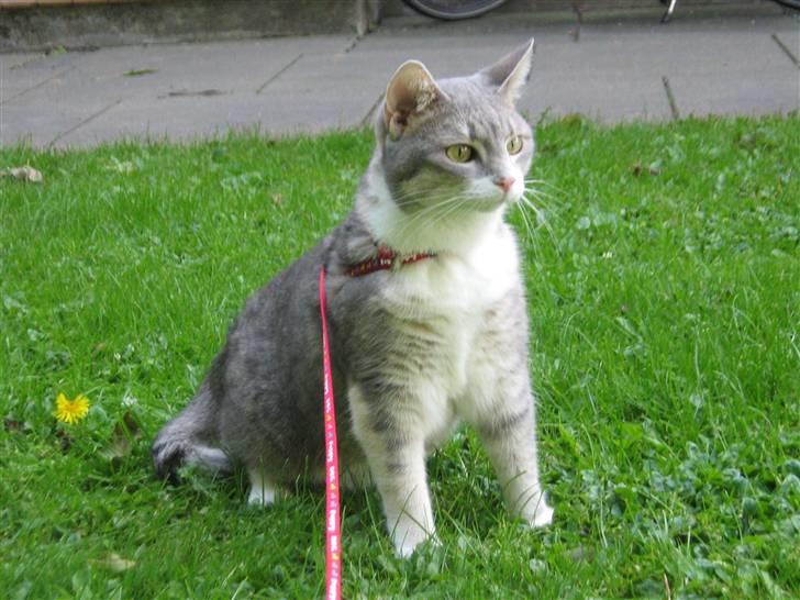 Huskat Happy - hmm hva laver de dernede? billede 14