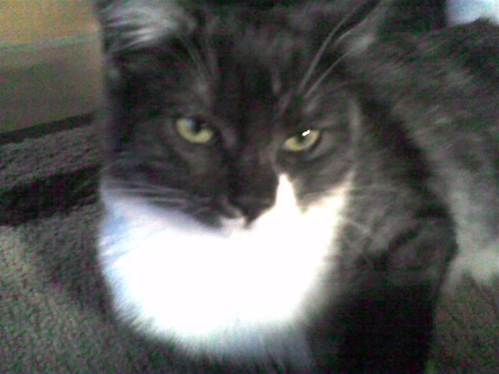 Huskat Pjeves - er hun ikke smuk? billede 2