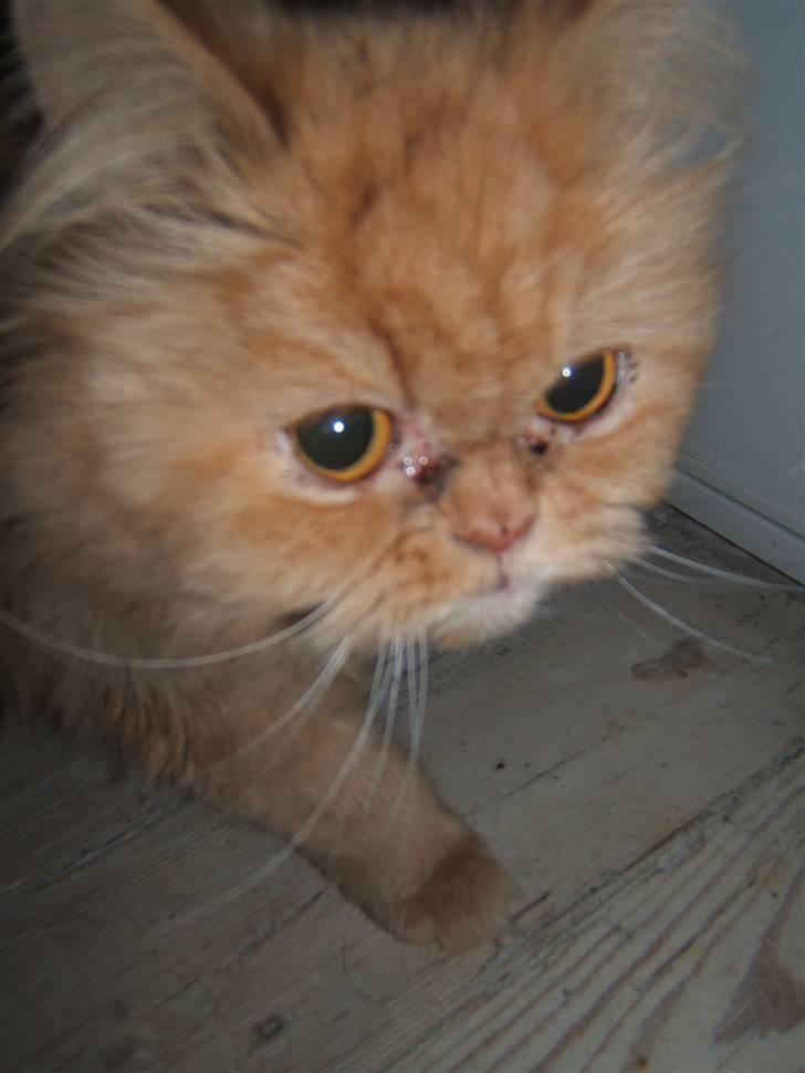 Perser Rosa *10.06.2000 - 30.06.2014* billede 7