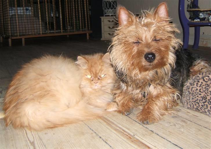 Perser Rosa *10.06.2000 - 30.06.2014* - Bedste venner forever billede 8