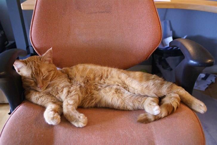 Huskat Chilli billede 1