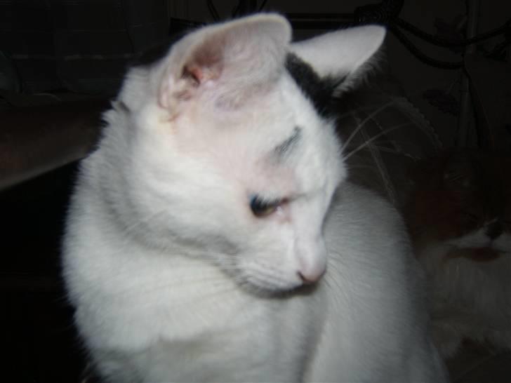 Huskat Kaninskind *20.07 2004* billede 10