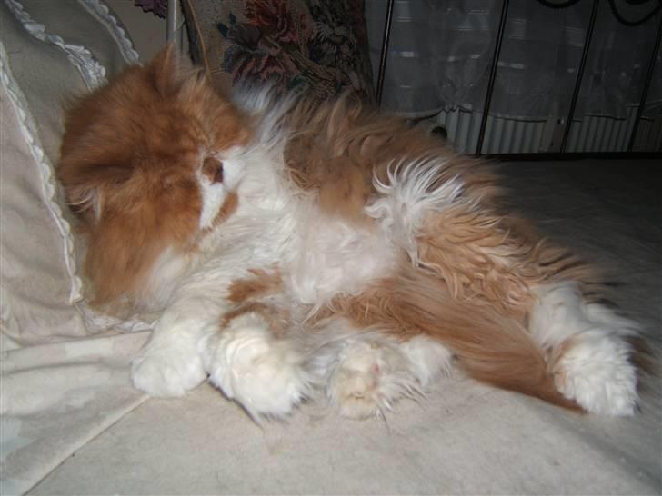 Perser Massen *30.06.2001 -26.05.2014 * billede 9