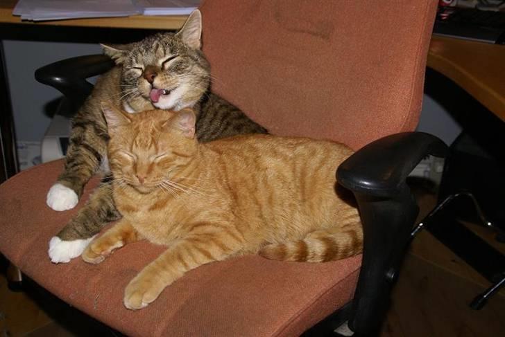 Huskat Chilli - Trampe+Chilli=SANT! billede 2