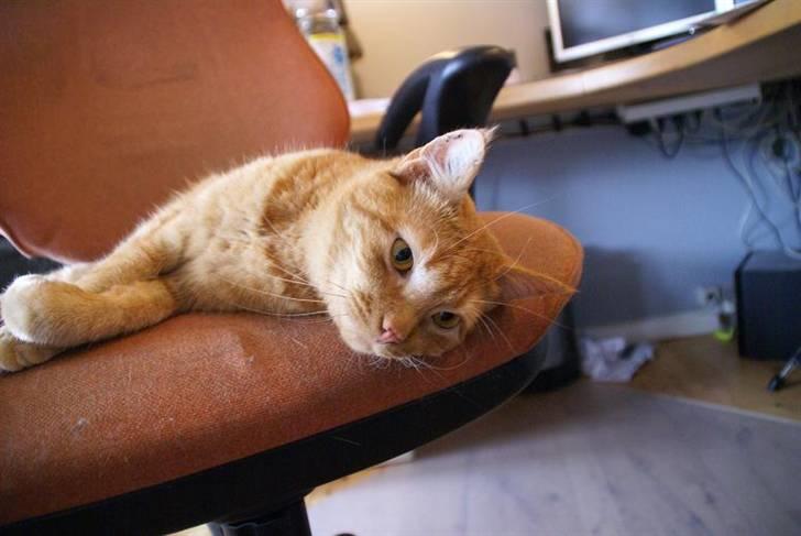 Huskat Chilli billede 3