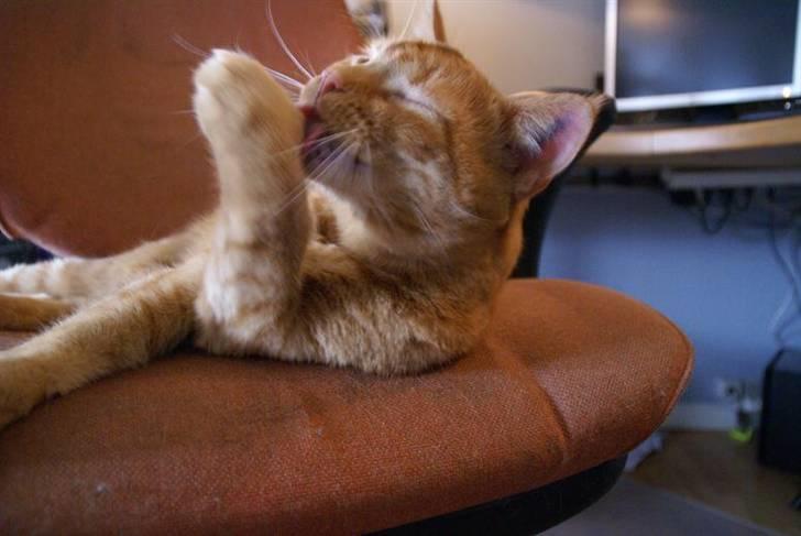 Huskat Chilli billede 4