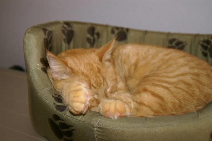 Huskat Chilli - Tret kat efter en lang dag! billede 5