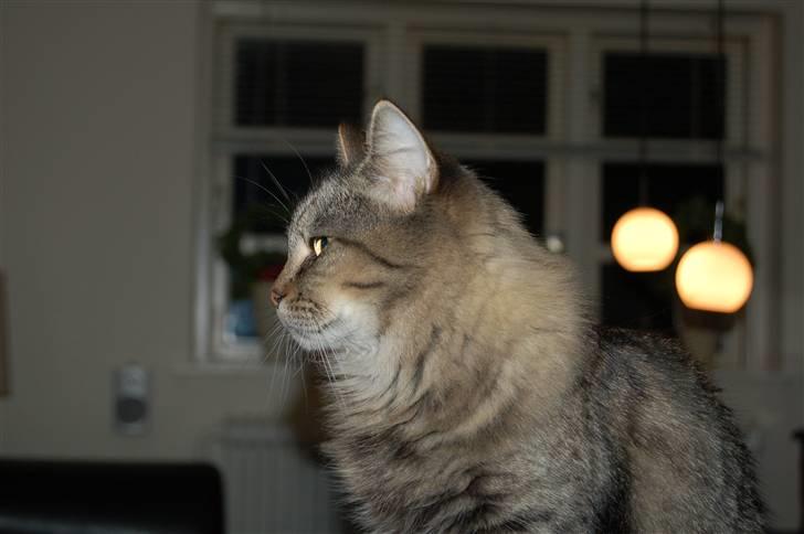 Maine Coon Tudi  billede 9