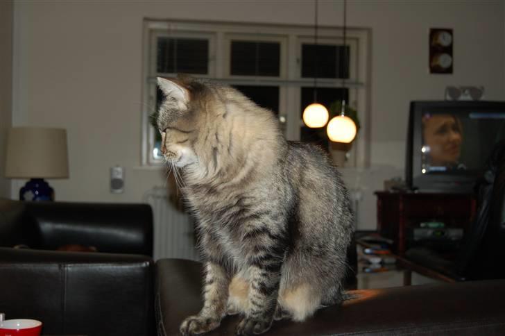 Maine Coon Tudi  billede 10