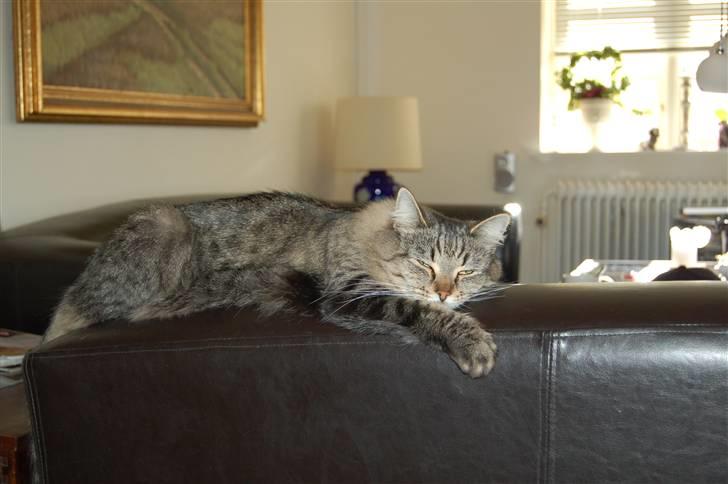 Maine Coon Tudi  billede 11