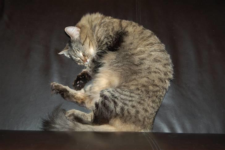 Maine Coon Tudi  billede 12