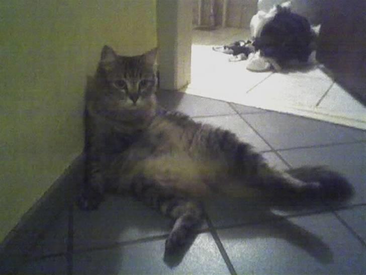 Maine Coon Tudi  billede 13