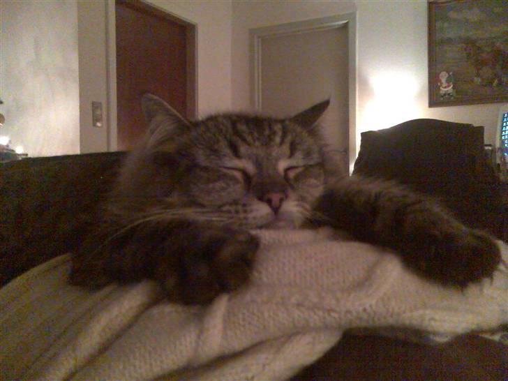 Maine Coon Tudi  billede 14