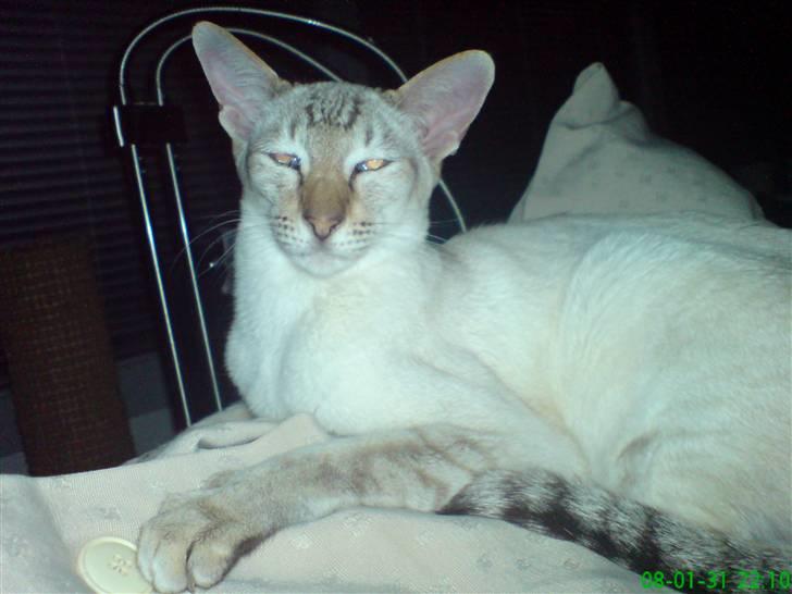 Siameser Frida - Lige et billed til siger hun altid hende madmor billede 1