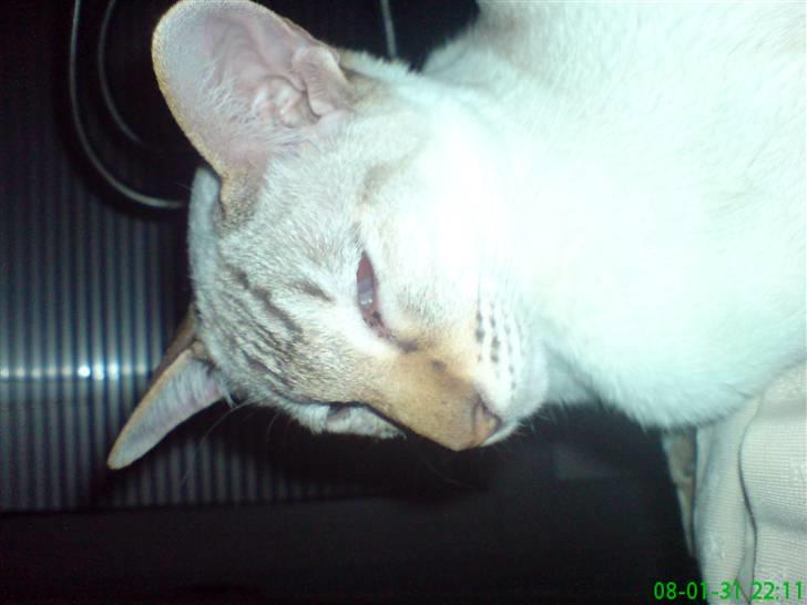 Siameser Frida - altså mor få nu det camara væk billede 2