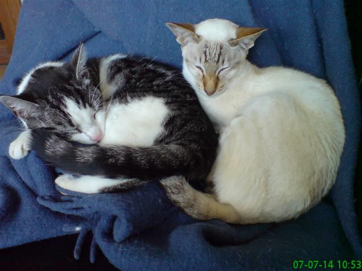 Siameser Frida - her er jeg sammen med min veninde Becka  billede 3