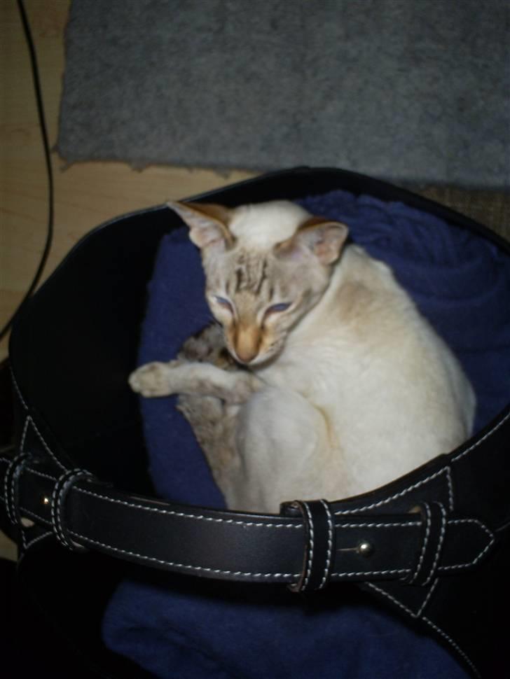 Siameser Frida billede 4