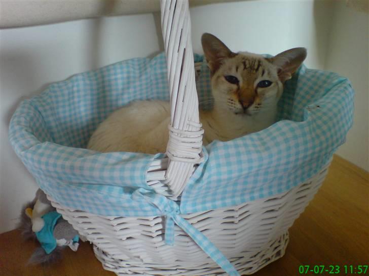 Siameser Frida - Ja, hvad skal en kurv eller bruges til.... billede 5