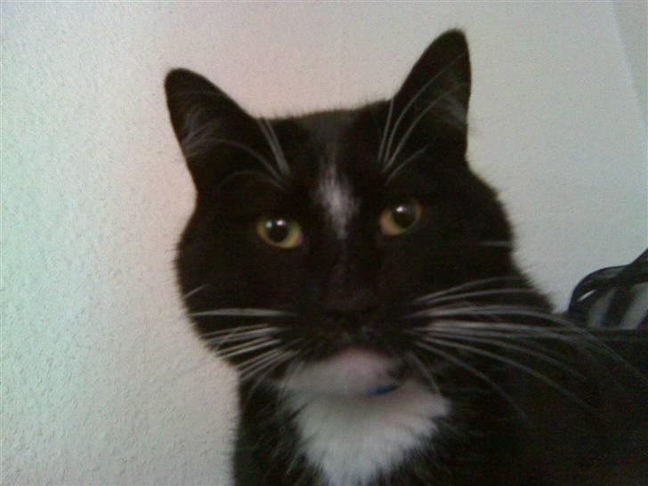 Huskat Buddy billede 13