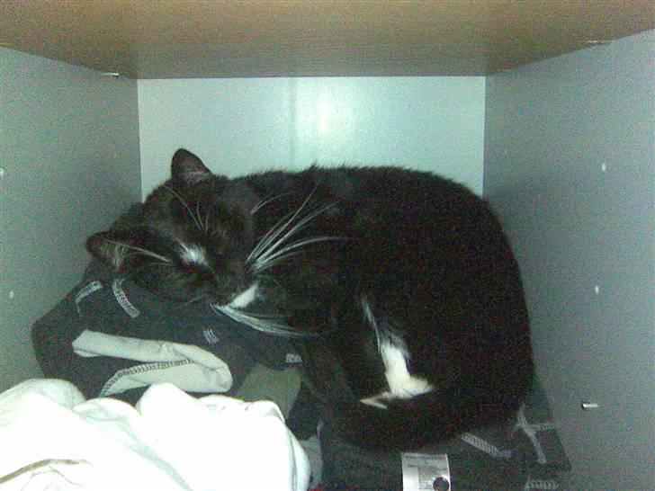 Huskat Buddy billede 14