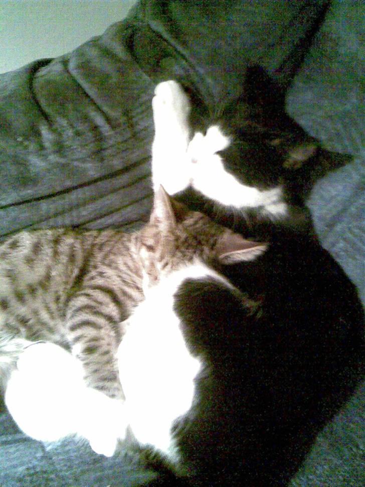 Huskat LULU  billede 8