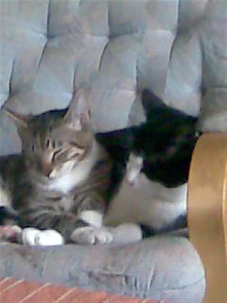 Huskat LULU  billede 9