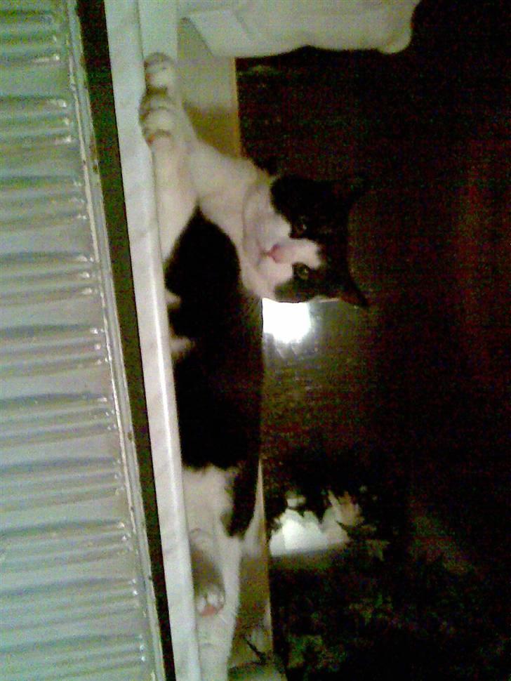 Huskat LULU  billede 10