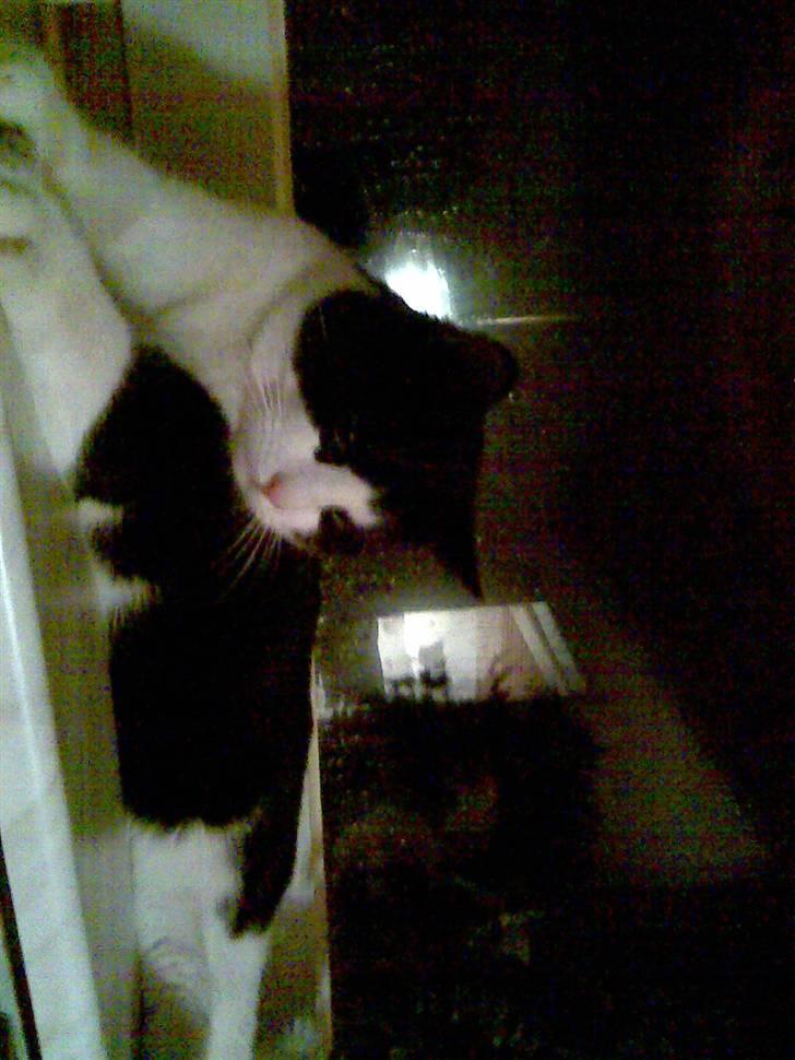 Huskat LULU  billede 11