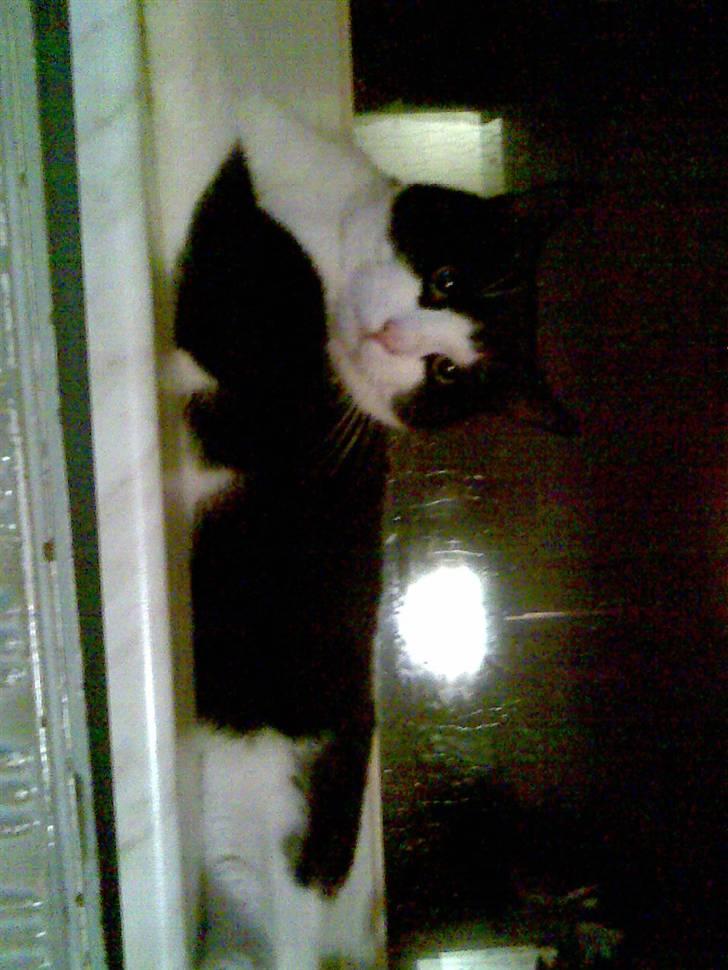 Huskat LULU  billede 12