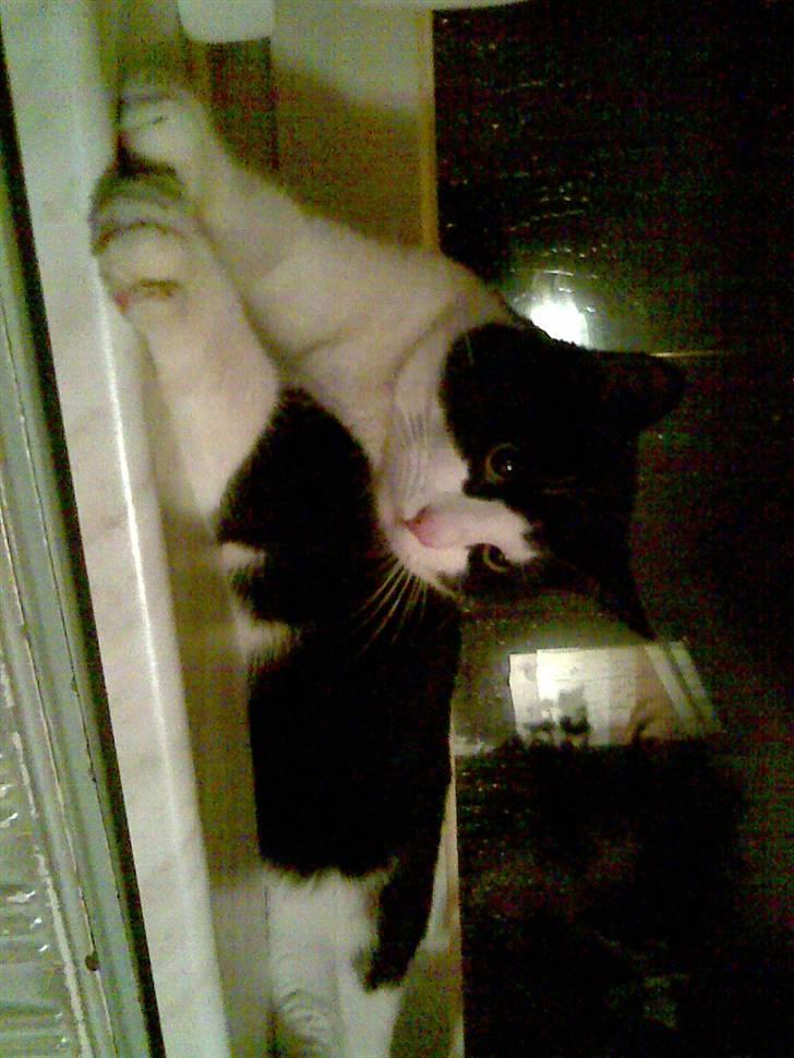 Huskat LULU  billede 13