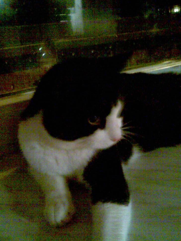 Huskat LULU  billede 14