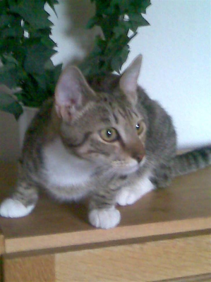 Huskat TIGER  billede 7