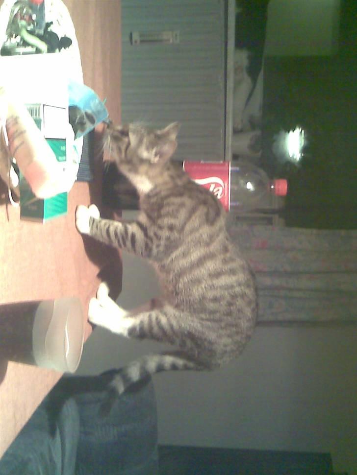 Huskat TIGER  billede 8