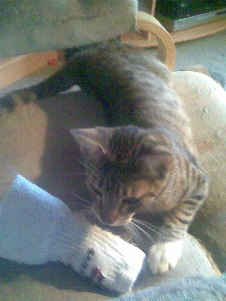 Huskat TIGER  billede 9