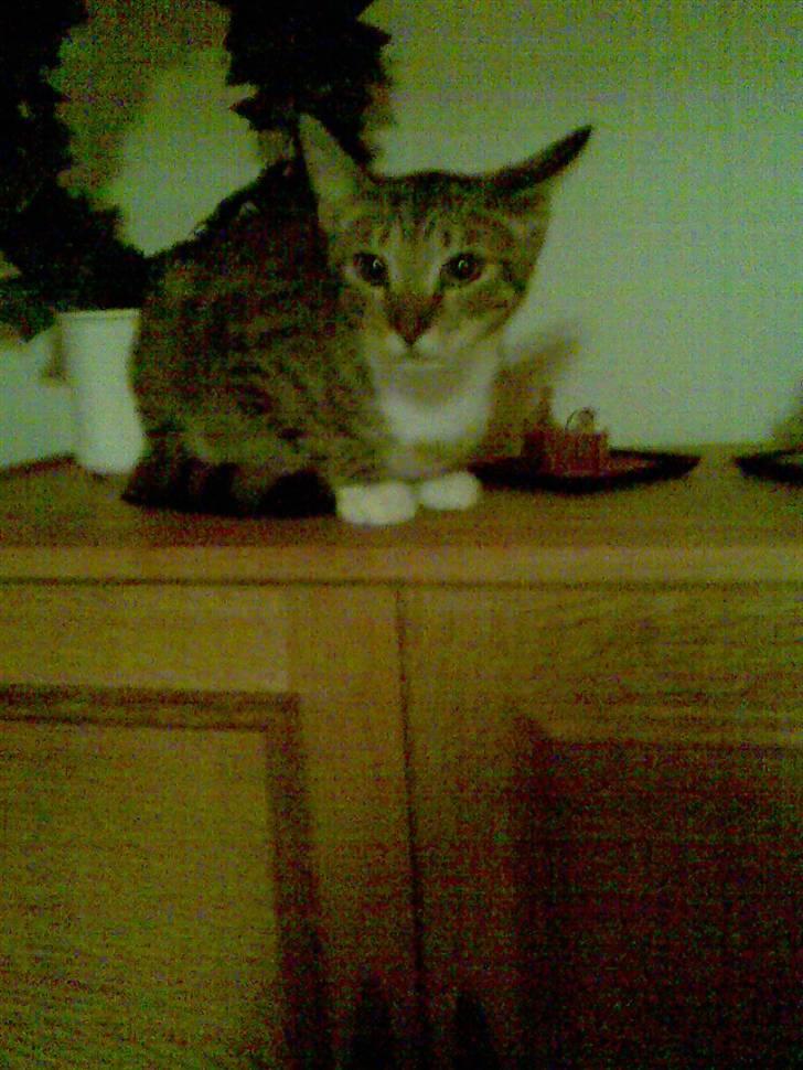 Huskat TIGER  billede 10