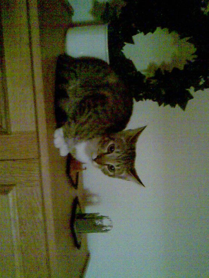 Huskat TIGER  billede 11