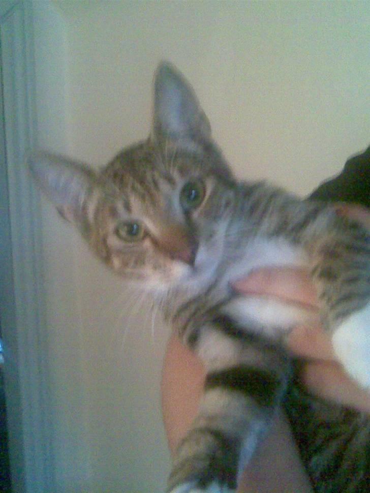 Huskat TIGER  billede 12