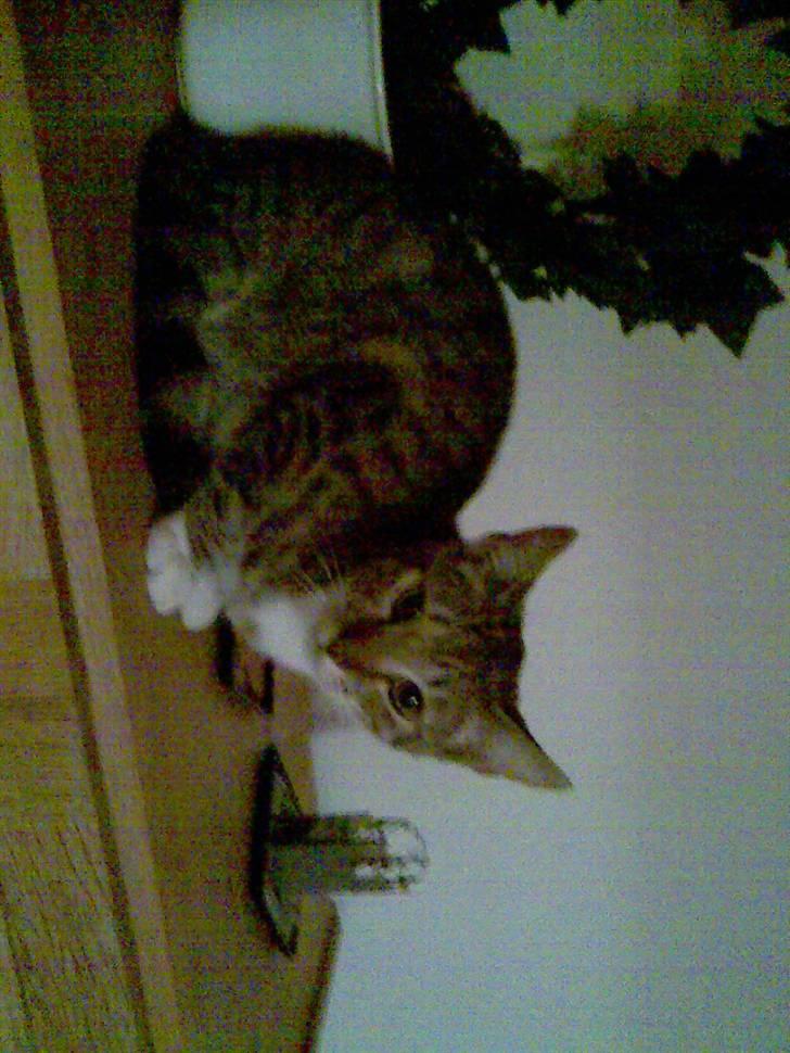 Huskat TIGER  billede 13