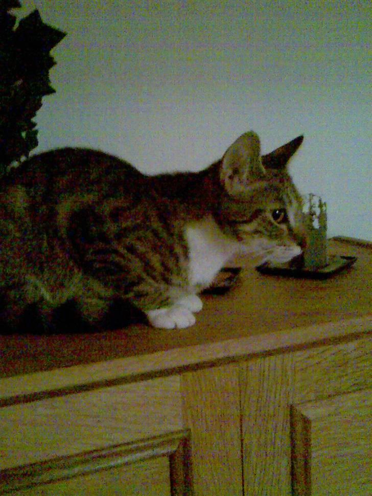 Huskat TIGER  billede 14