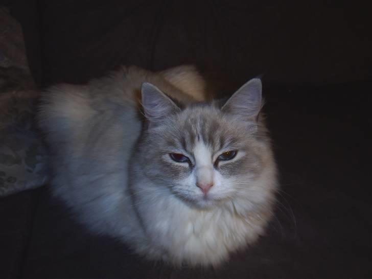 Ragdoll Tia (død) billede 1