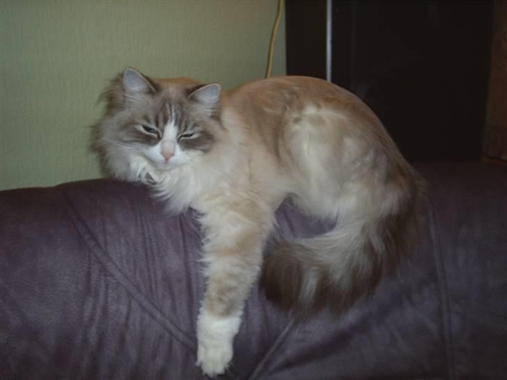 Ragdoll Tia (død) - Ligger deeeeejligt! billede 2