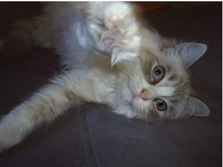 Ragdoll Tia (død) - ... kom lige? billede 3