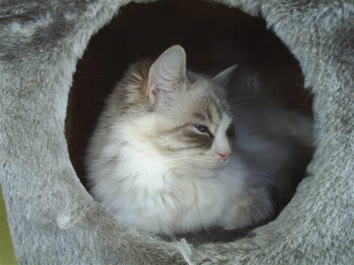 Ragdoll Tia (død) - MIN hule billede 4