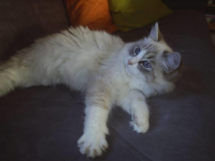 Ragdoll Tia (død) billede 5