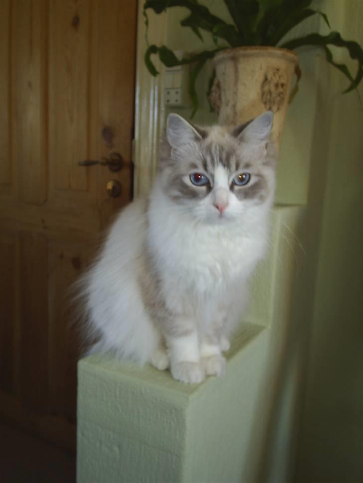 Ragdoll Tia (død) - Sit! billede 6