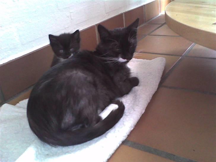 Huskat Nuzer - Kisser som unge sammen med sin mor billede 7